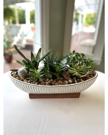 Succulent Contour Plant