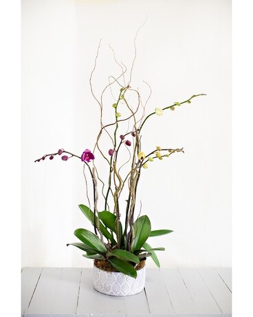 Triple Crown Orchid
