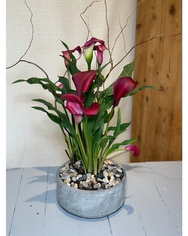 Calla Lily Garden Plant
