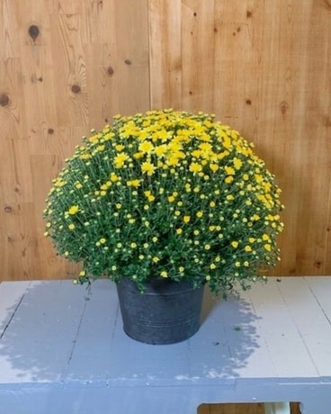 Mum Planter Plant