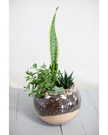 Succulent Bowl Plant