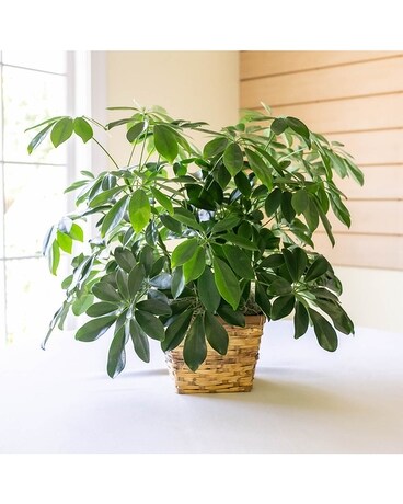 Schefflera-Medium Plant