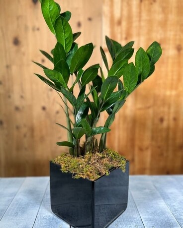 Modern ZZ Plant Plant
