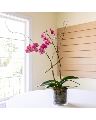 Phalaenopsis Orchid Plant Plant