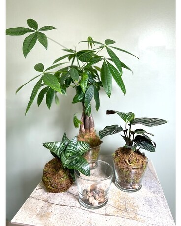 Urban Collection Plant