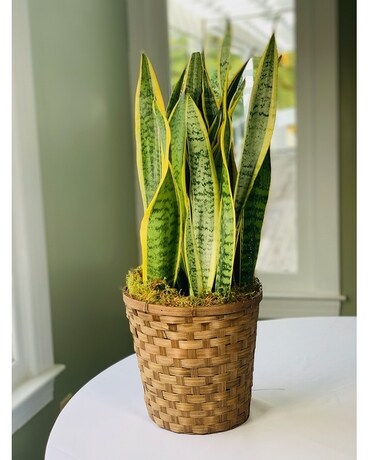 Snake Plant Plant
