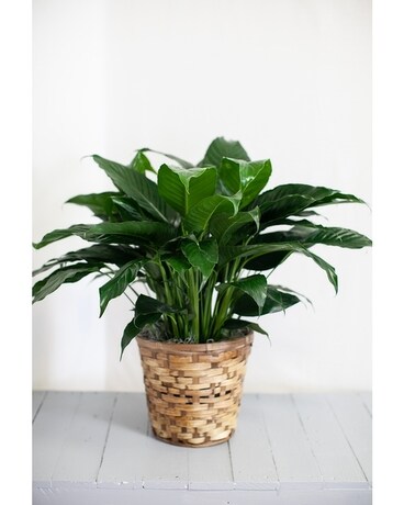 Peace Lily Deluxe Flower Arrangement