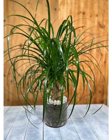 Ponytail Palm Plant