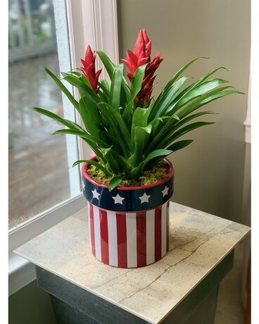 Honorable Bromeliad Plant