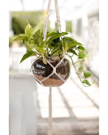 Sweet Pothos Plant