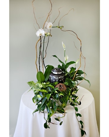 Orchid Zen Cremation Tribute Sympathy Arrangement