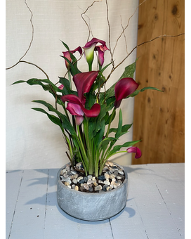 Calla Lily Garden Plant