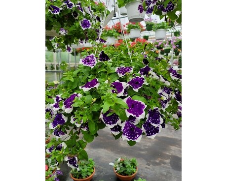 Main Stage Petunia Basket