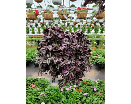 10 Wandering Jew Hanging Basket