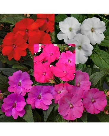 SunPatiens Patio Pot Custom product