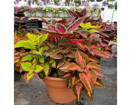 Mixed Coleus Patio Pot