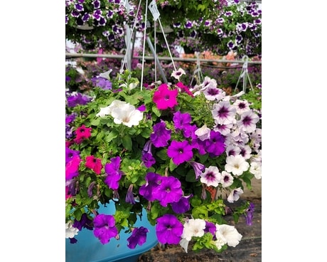 Mixed Petunia Hanging Basket Plant