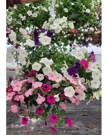 12" Mixed Petunia Hanging Basket in Westland MI - Westland Florist &  Greenhouse