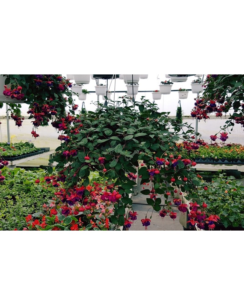 Fuschia Hanging Basket in Westland MI - Westland Florist & Greenhouse