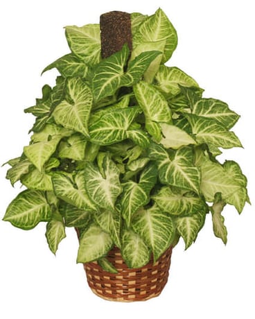 Green Nepthytis Plant Plant