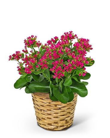 Rosy Bloom Kalanchoe Plant Flower Arrangement