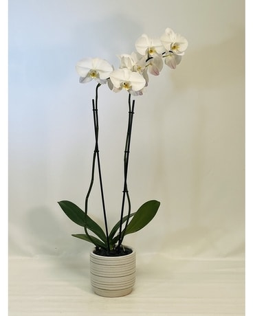 Double Stem White Orchids Flower Arrangement