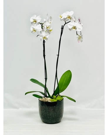 Elegant White Orchids Flower Arrangement