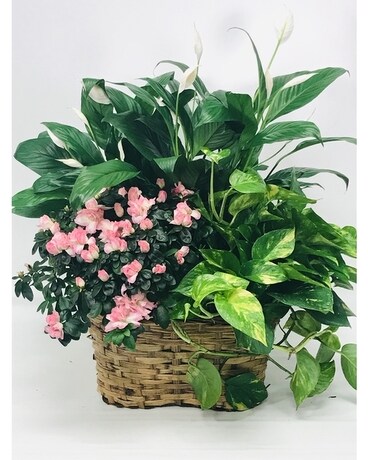 Plant Basket With Azalea Flower Arrangement