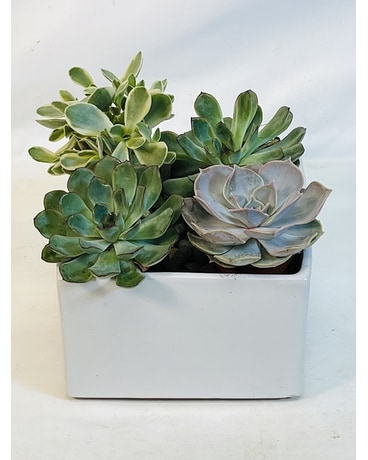 Succulent Garden Flower Arrangement