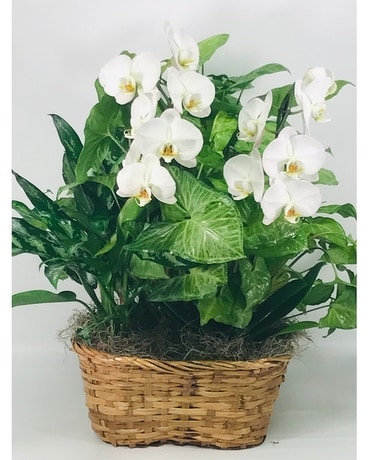 Plant Basket with Orchids Flower Arrangement