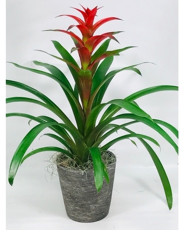Bromeliad Beauty Flower Arrangement