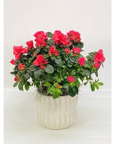 Blooming Azalea Plant