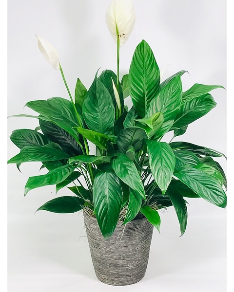 Blooming Peace Lily Plant in Atlanta GA - Peachtree Flowers