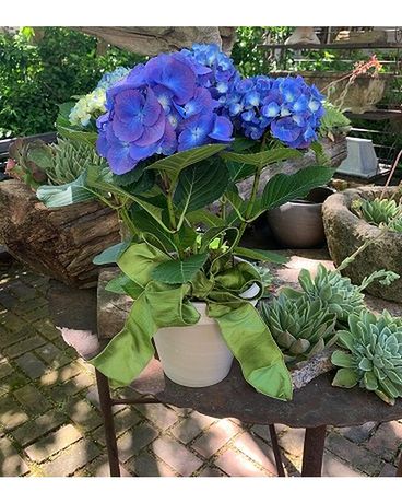 Blooming hydrangea plant