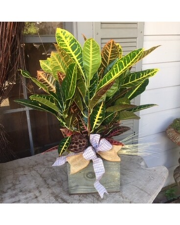 Small Croton Plant Plant