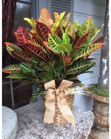 Large Croton Plant Plant