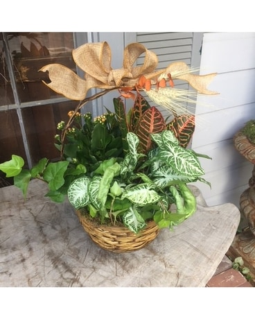 Autumn Garden Dish Garden Plant