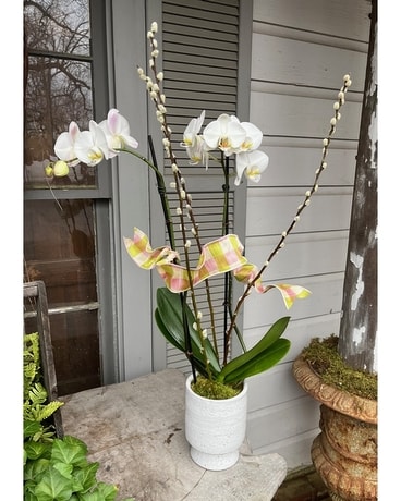 EDG Enzo De Gasperi Phalaenopsis Orchid 6 flowers H64 cm White – Le Gioie