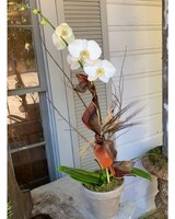Double stem dressed in nice pot size,  inches height and  inches wide.