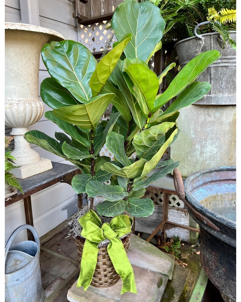Fiddle Leaf Fig in Memphis TN - Le Fleur