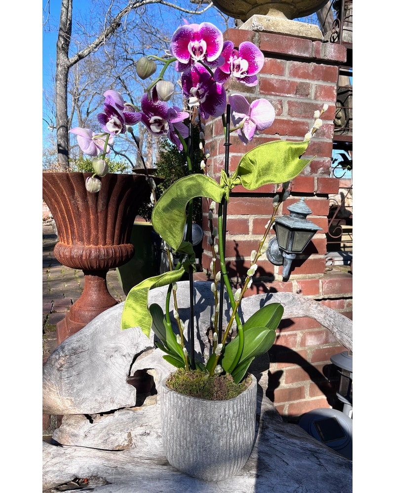 6'' Purple Phalaenopsis Orchid in Memphis TN - Le Fleur