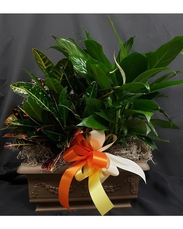 M & W's Verdant Planter Plant