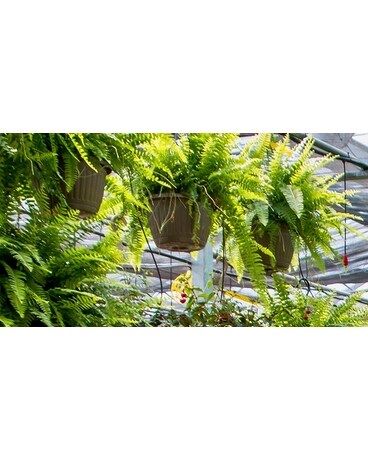 Boston Ferns- hanging basket Plant