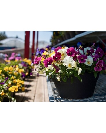 Pansy Bowl Plant