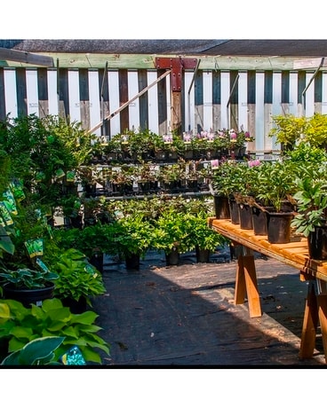 Perennials Plant