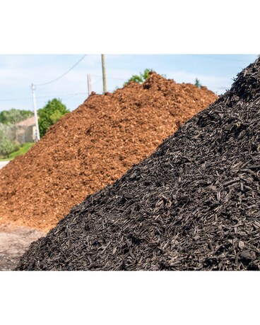 Topsoil Plant