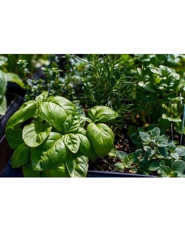 Herbs and Vegetables Plant