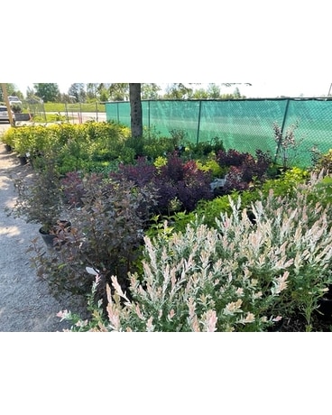 Shrubs! Plant