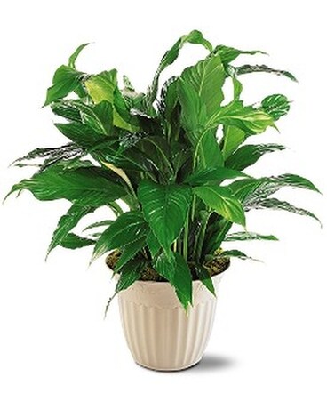 Spathiphyllum Plant Flower Arrangement