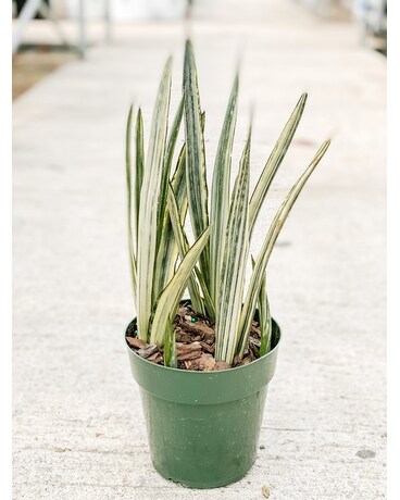 Snake Plant Varieties Plant